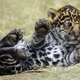 Illustration for article titled Name a Jaguar!